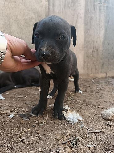 pitbull satılır: Pitbul, 2 ay, Dişi — 8