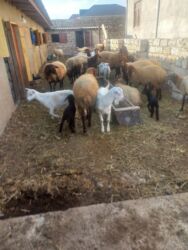 Digər kənd təsərrüfatı heyvanları: Balalı qala cinsi qoyunlar satılır. Super qoyunlardı.Cavandırlar.3 -da lalafo.az — 6 Digər kənd təsərrüfatı heyvanları: Balalı qala cinsi qoyunlar satılır. Super qoyunlardı.Cavandırlar.3 — 6