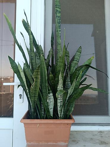 Otaq bitkiləri: Sansevieria (Qaynanadili) – dekorativ ev bitkisi - Növ: Sansevieria — 2