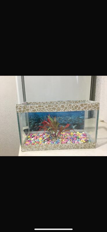 Gəmiricilər: Dördbucaq akvarium, Boş, 4 l, Ünvandan götürmə, Ödənişli çatdırılma