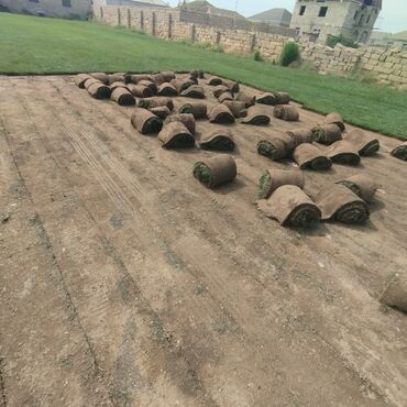 Toxumlar: Qazon satışı təbii və süni Qazonlarımız satışda mövcuddur təbii — 11