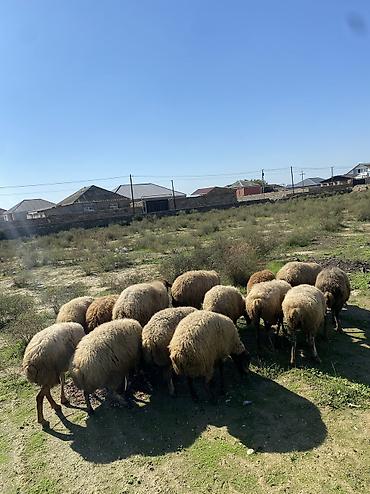 qara afcarka satilir: Tecil saatlir. 10 qoyundu 3 doğandi yaxşi kök qoyunlardi tecili — 2