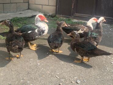 Tavalar: Muscovy ördəkləri – qarışıq rəngli sürü - Növ: Muscovy (indo-ördəyi)