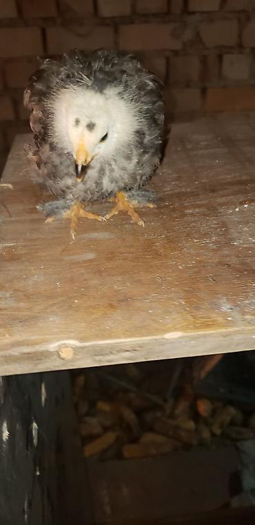 Куры, петухи: Продаю | Цыплята | Для разведения — 9