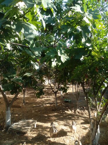 Həyət evləri və villaların satışı: 9 otaq, 308 kv. m, Kredit yoxdur, Orta təmir -da lalafo.az — 2 Həyət evləri və villaların satışı: 9 otaq, 308 kv. m, Kredit yoxdur, Orta təmir — 2