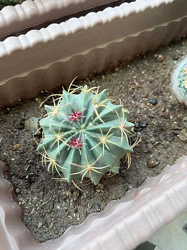 Otaq bitkiləri: Bu dəstə müxtəlif növ kaktuslar daxildir. Hər kaktus özünəməxsus forma — 10