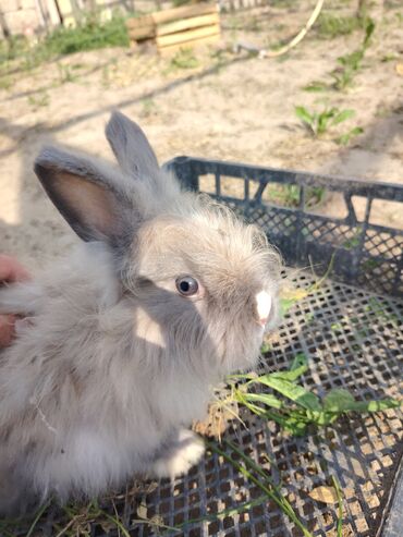 Dovşanlar: Ağ tüklü, qəhvəyi ləkəli dovşan - Yumşaq, sıx örtüklü ağ yun — 19