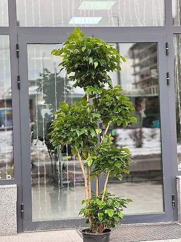 Другие комнатные растения: 🌿 Зелёное счастье для вашего дома 🌿 Комнатные растения и свежие цветы — 11