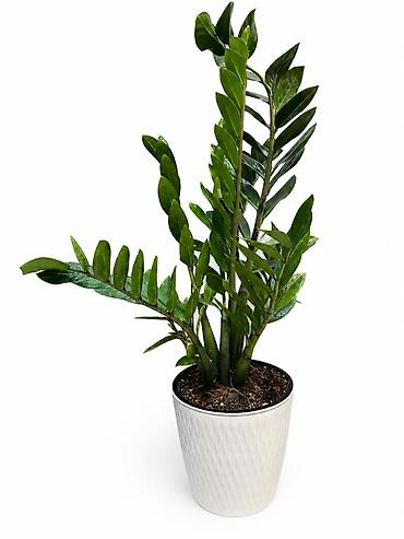Комнатные растения: Комнатное растение Замиокулькас (Zamioculcas zamiifolia) в горшке с — 2