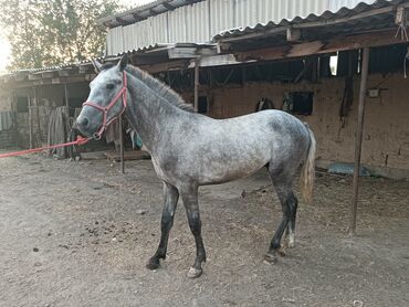 сколько стоит щенок алабай: Эркек Тай сатылат жашы 1.5бойу 1.50