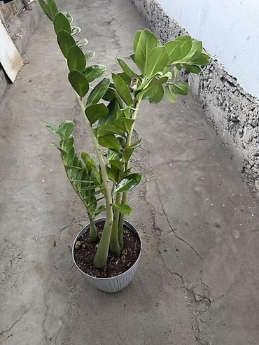 Комнатные растения: Замиокулькас (ZZ plant) в горшке - Комнатное декоративнолистное — 3