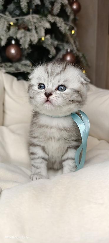 Кошки: Шотландская вислоухая — 1