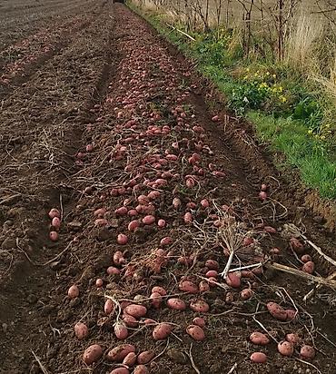 Картошка: Картошка Оптом — 2