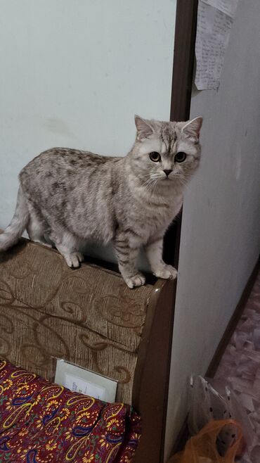 египетская кошка цена: Отдам кошку в добрые руки