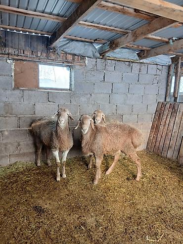 Баран, овца: Продаю | Овца (самка) | Для разведения — 8
