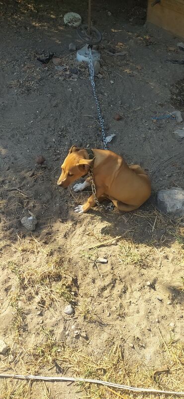 dalmatin iti: Pitbul, 3 ay, Erkek