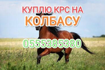 Животные: Куплю | Лошади, кони, Коровы, быки | Забитый, Самовывоз, Любое состояние