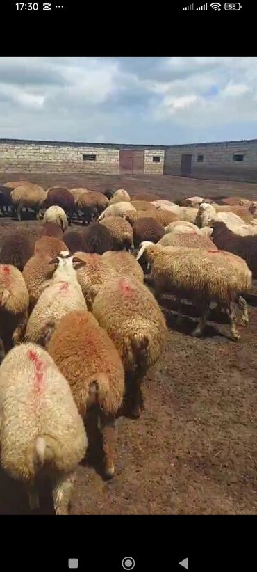 Digər kənd təsərrüfatı heyvanları: Quzu satılır 57 baş erkeydi Salyan rayonunda tam sağlam quzulardı lalafo.az -da Digər kənd təsərrüfatı heyvanları: Quzu satılır 57 baş erkeydi Salyan rayonunda tam sağlam quzulardı