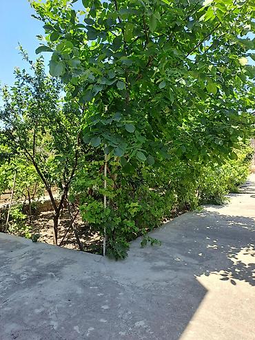 samaxida heyet evleri: Bakı, 250 kv. m, 6 otaqlı, Kanalizasiya, Kombi, Qaz — 6