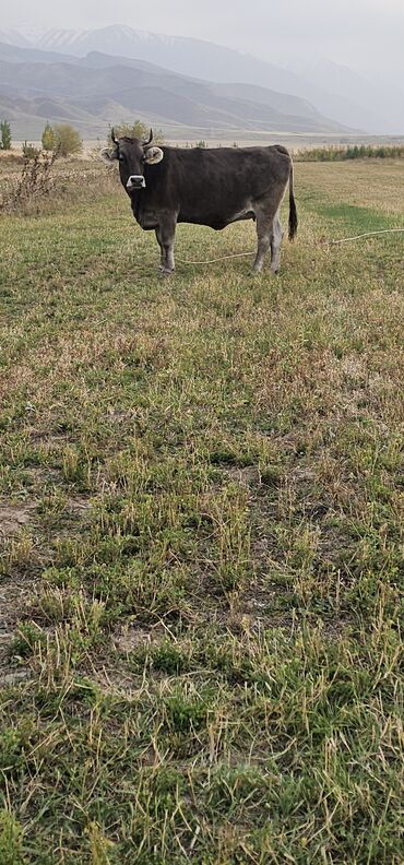 сельскохозяйственные животные продажа: Продаю | Корова (самка), Бык (самец), Тёлка | Швицкая | Для разведения, Для молока | Стельные