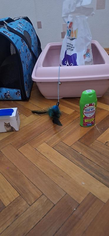 Heyvanlar: Pişik üçün tam aksesuar dəsti Dəst tərkibi: - Yumşaq, ev formasında — 7