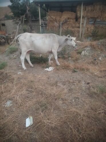 K/t heyvanları və malları: Dişi, il: 3, Damazlıq, Ünvandan götürmə