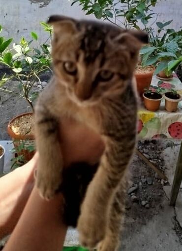 сколько стоит шотландская кошка: Кошка даром: Беспородная, 2 месяца, Мальчик, Метис