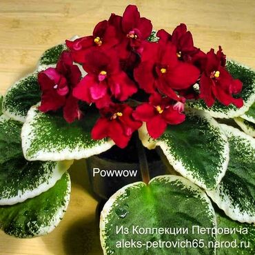 Otaq bitkiləri: 5,6 m starter — 6