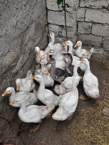 Kənd təsərrüfatı quşları: Dişi, | Linda, Ətlik, Ünvandan götürmə