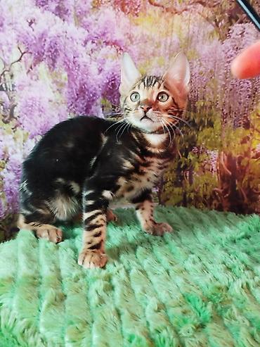 Продажа кошек: Бенгальская, 2 месяца, Мальчик, Черный, Приучена к лотку, Проглистована, С документами — 3