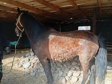 Лошади, кони: Продаю | Кобыла (самка) | Рабочий | Племенные — 9