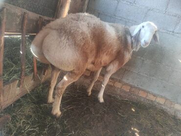 Бараны, овцы: Продаю | Баран (самец) | Арашан | Для разведения — 4