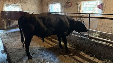 продаю музоо торпок корова самка бык самец айрширская ангус алатауская на забой для разведения на откорм племенные нетель привязанные: Сатам | Бука (эркек) | Көбөйтүү үчүн