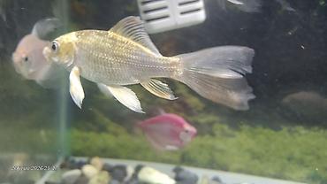 koi balığı: Sülhsevər — 3