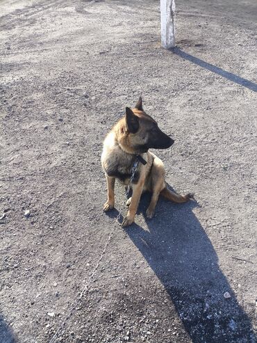 Продажа собак: Порода: бельгийская овчарка (малинуа) Самец Описание: - ОПЫТНЫЙ — 12
