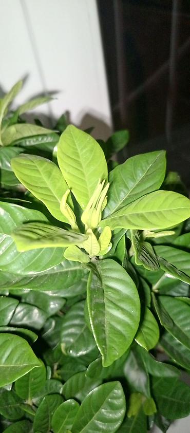 хойи: Гардения жасминовидная (Gardenia jasminoides) в горшке. - Компактный — 4