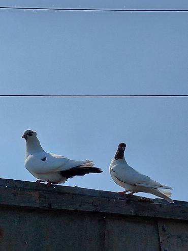 quşlar: Satılır öz göyərçinlərim. Çox yaxşı uçurlar, 4 saatdan çox havada qala — 8