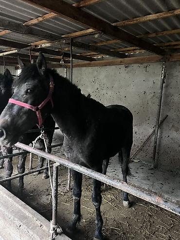 Лошади, кони: Продаю | Конь (самец) | Рабочий — 1