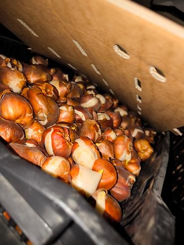 Тюльпан: Платная доставка, Самовывоз — 1