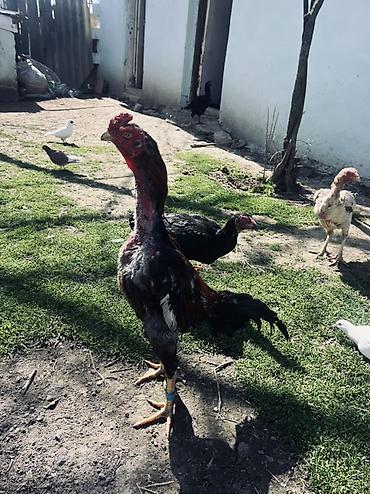 tap az goyercin satisi: Təmiz qan heyvanların mayalı yumurtaları satılır. Xoruz təmiz qan — 2