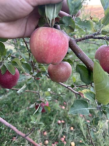 кукуруза для попкорну: Яблоки Превосходное, Оптом — 7