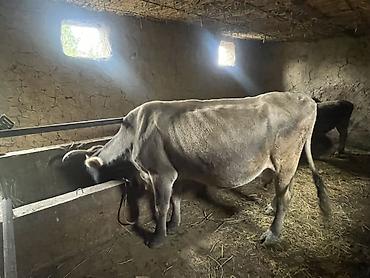 кашары сарай: Продаю | Корова (самка) | Для разведения | Привязанные — 2
