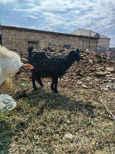 cins keciler: Dişi, Zanen, il: 1, Ətlik — 5