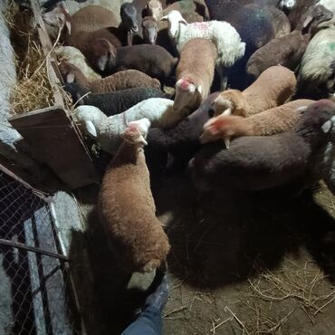 Qoyunlar, qoçlar: Salam aleyküm saxlamlıq quzularm var satram isdiyen0775431770 elaqe — 8