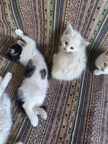 Продажа кошек: Отдаю котят в хорошие,ответственные руки.Котятам 2 месяца, к лотку — 3