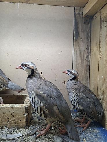 hind quşu satışı: Məhsul: Dağ kəkliyi (Alectoris chukar) – quşlar — 2