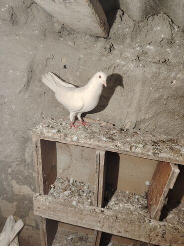 Göyərçinlər: Salam quş dar satlır tam saglam usdu usdə 7m — 2