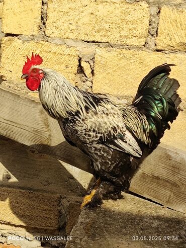 Xoruzlar: Xoruz, Brama, il: 1, Ünvandan götürmə, Ödənişli çatdırılma — 3