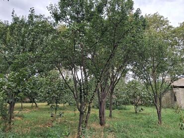 Bağ evlərinin satışı: Yerləşir:Göyçay rayonu Ərəb bələdiyyəsinin yanı trasın qrağı.25 sot -da lalafo.az — 6 Bağ evlərinin satışı: Yerləşir:Göyçay rayonu Ərəb bələdiyyəsinin yanı trasın qrağı.25 sot — 6