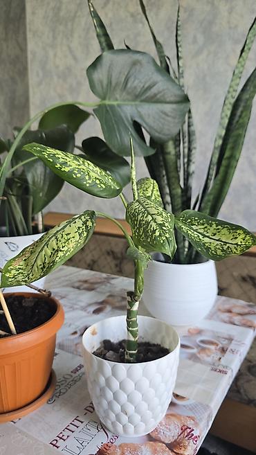 тещя: Домашние комнатные растения в горшках: 1) Сансевиерия (Sansevieria — 2